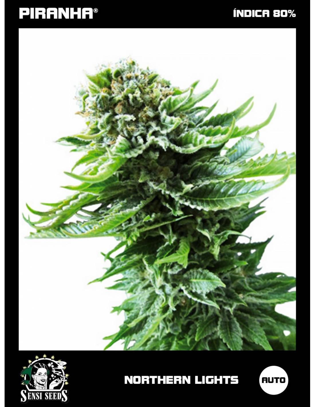Semillas Northern Lights Auto (3 unidades)
