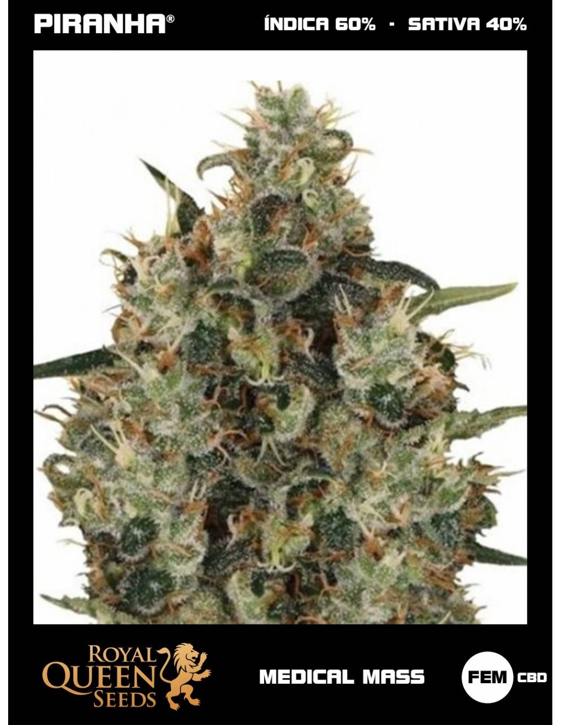 Semillas Royal Queen Seeds Medical Mass CBD