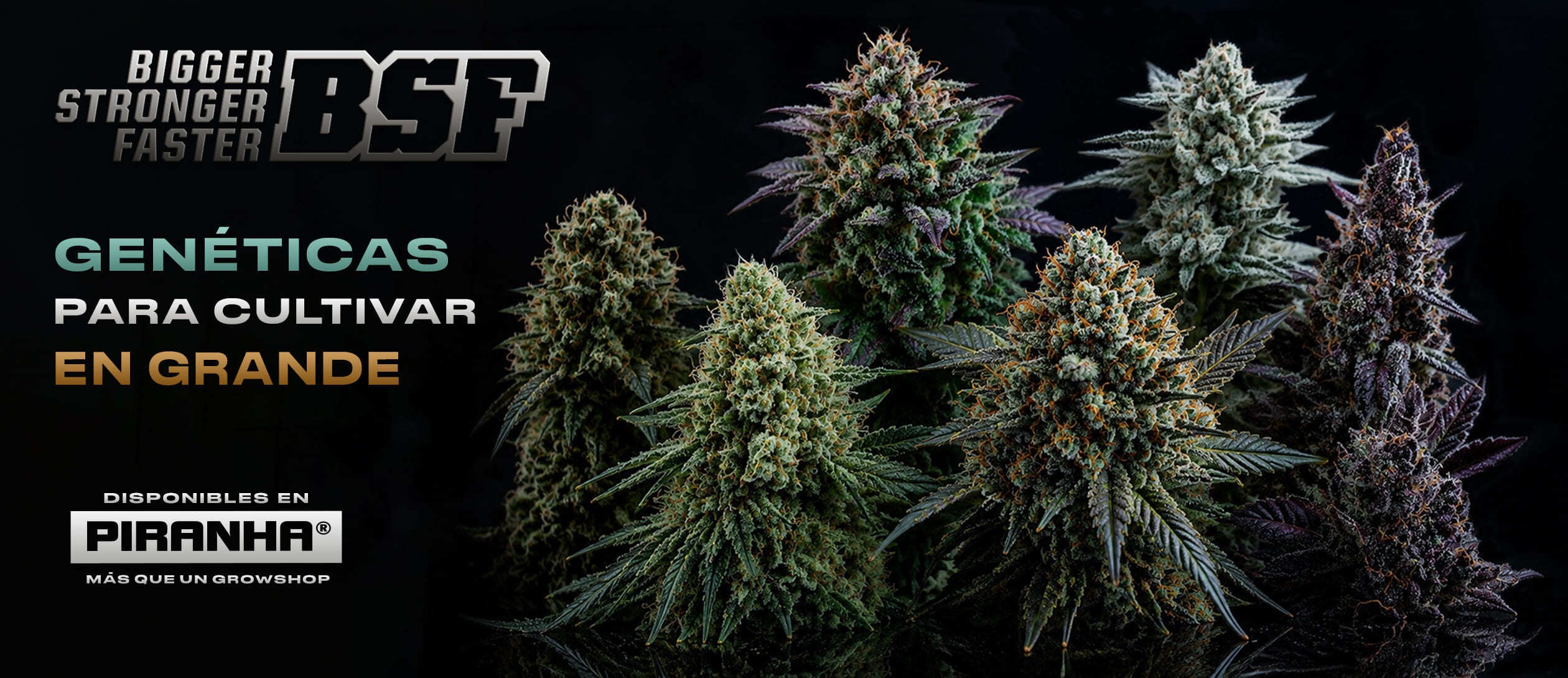 BSF DESKTOP